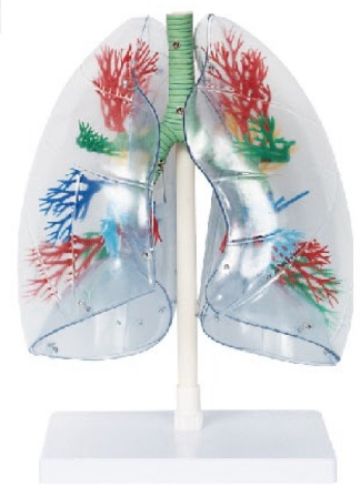 透明肺、氣管、支氣管和心臟模型
