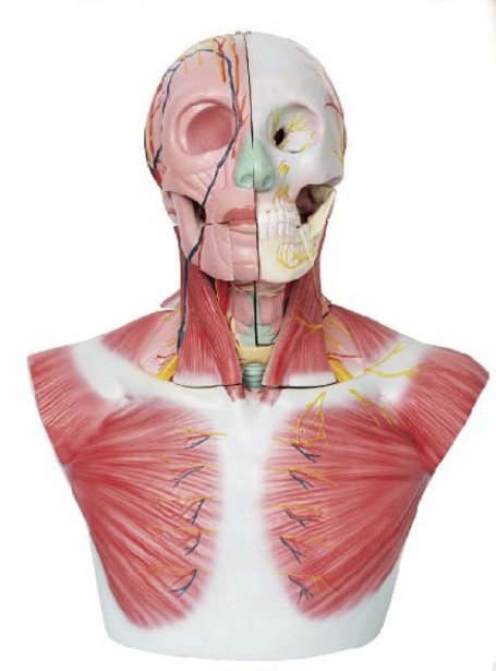 頭部、頸部層次解剖模型附腦N、A