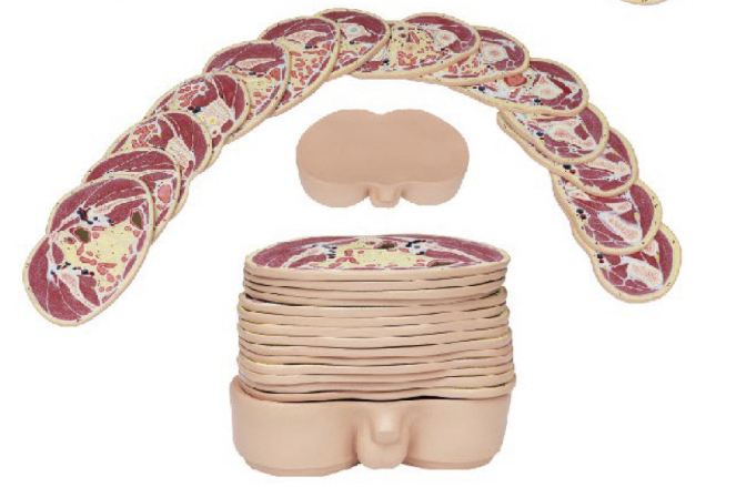 男性盆部橫斷斷層解剖模型